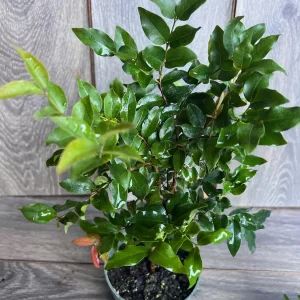 Dwarf Red Jaboticaba Fruit Tree - Precoce Variety Live Plant in 4 inch Pot - Image 6