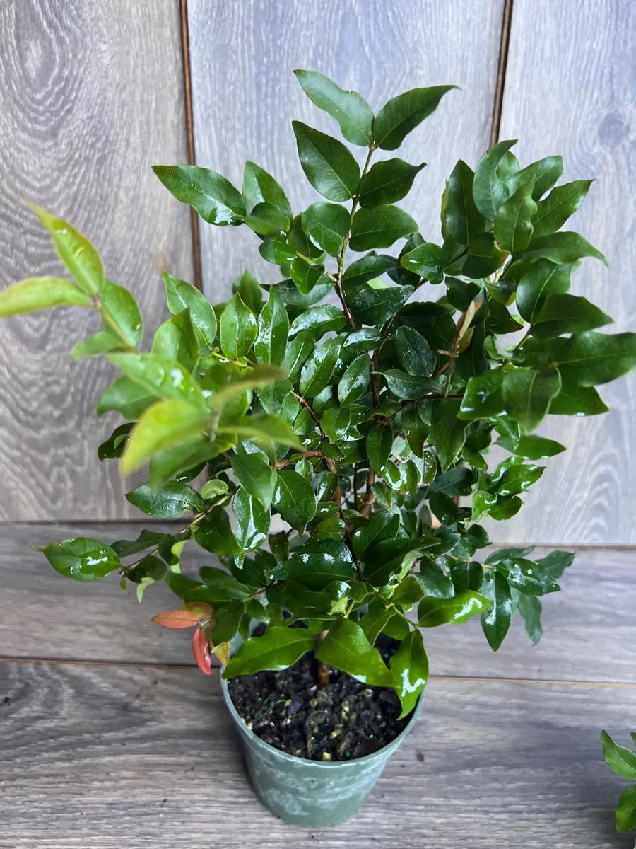 Dwarf Red Jaboticaba Fruit Tree - Precoce Variety Live Plant in 4 inch Pot - Image 6