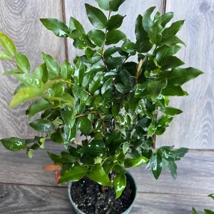 Dwarf Red Jaboticaba Fruit Tree - Precoce Variety Live Plant in 4 inch Pot - Image 7