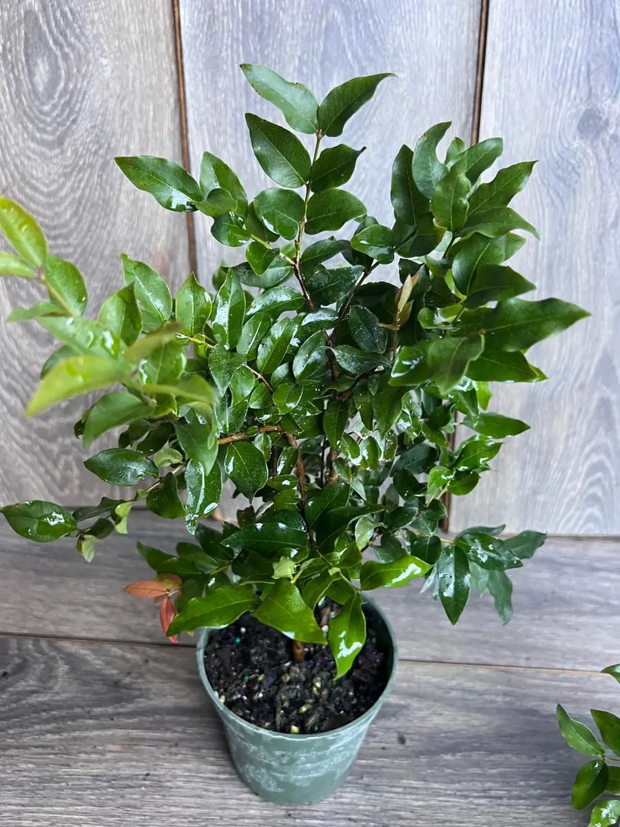 Dwarf Red Jaboticaba Fruit Tree - Precoce Variety Live Plant in 4 inch Pot - Image 7