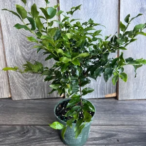 Dwarf Red Jaboticaba Fruit Tree - Precoce Variety Live Plant in 4 inch Pot - Image 8