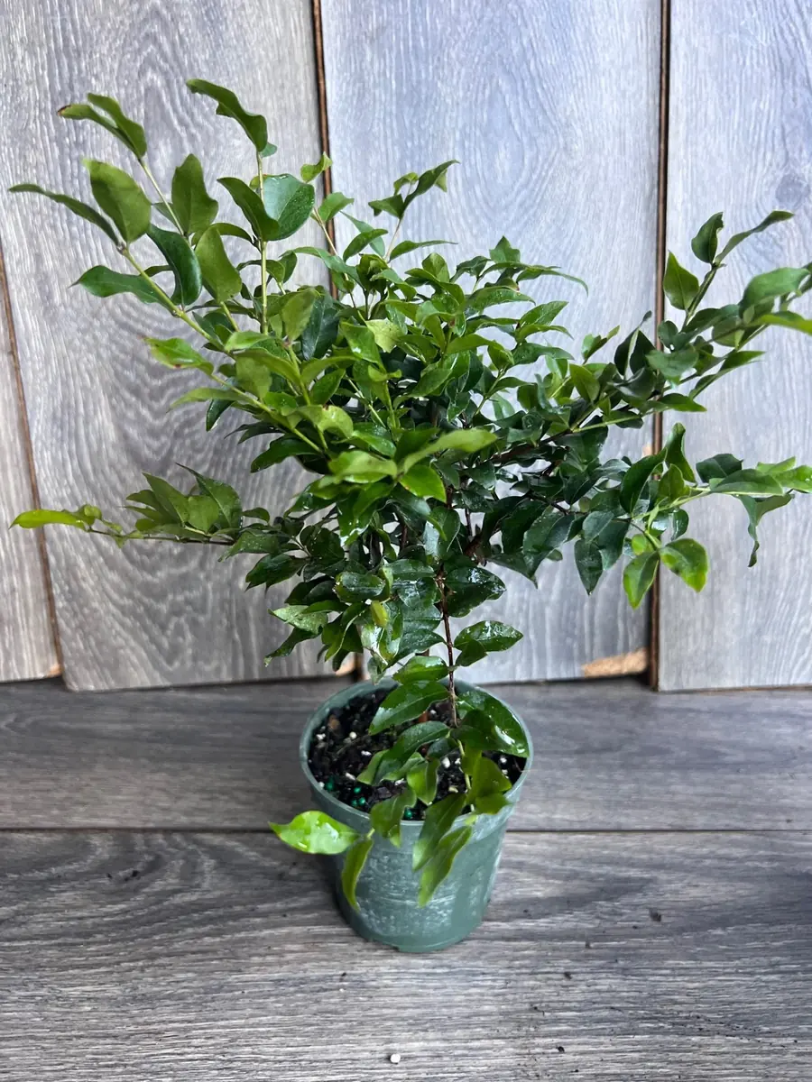 Dwarf Red Jaboticaba Fruit Tree - Precoce Variety Live Plant in 4 inch Pot - Image 8