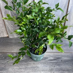 Dwarf Red Jaboticaba Fruit Tree - Precoce Variety Live Plant in 4 inch Pot - Image 9