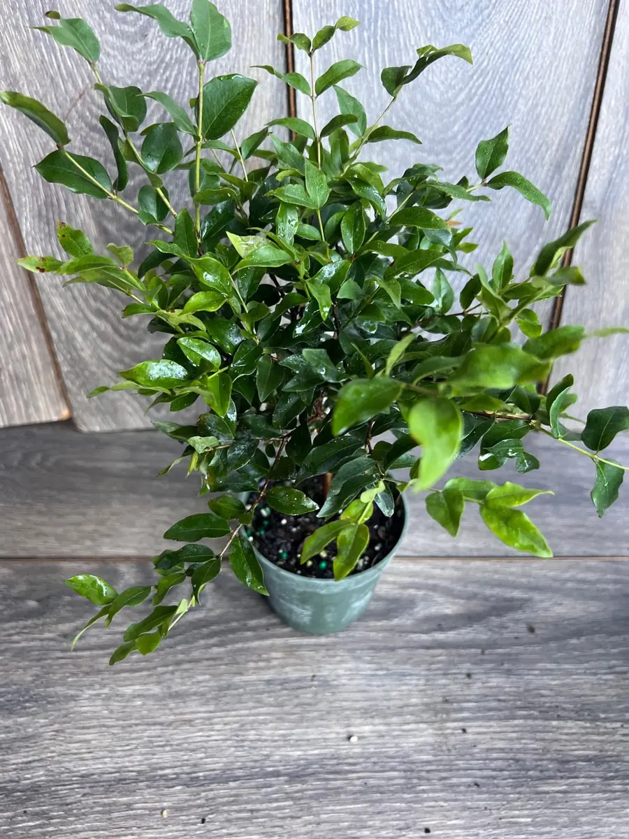 Dwarf Red Jaboticaba Fruit Tree - Precoce Variety Live Plant in 4 inch Pot - Image 9