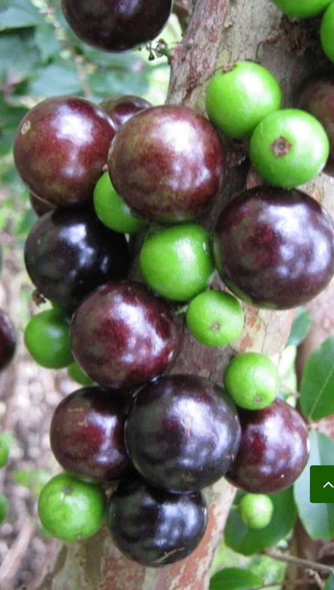 Dwarf Red Jaboticaba Fruit Tree - Precoce Variety Live Plant in 4 inch Pot - Image 1