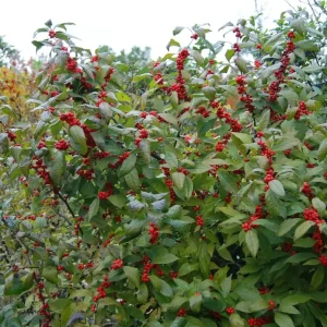 Dwarf Winterberry Holly 'Nana Red Sprite' Live Plant 12-16 Inches Tall, Bare Root, Outdoor - Image 3