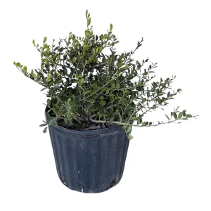 Dwarf Yaupon Holly Live Plant - 1 Gallon Potted Shrub - Ilex vomitoria 'Nana' - Evergreen Outdoor - Image 2
