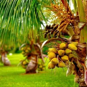Dwarf Yellow Malayan Coconut Seeds - Cocos Nucifera - Certified - Image 3