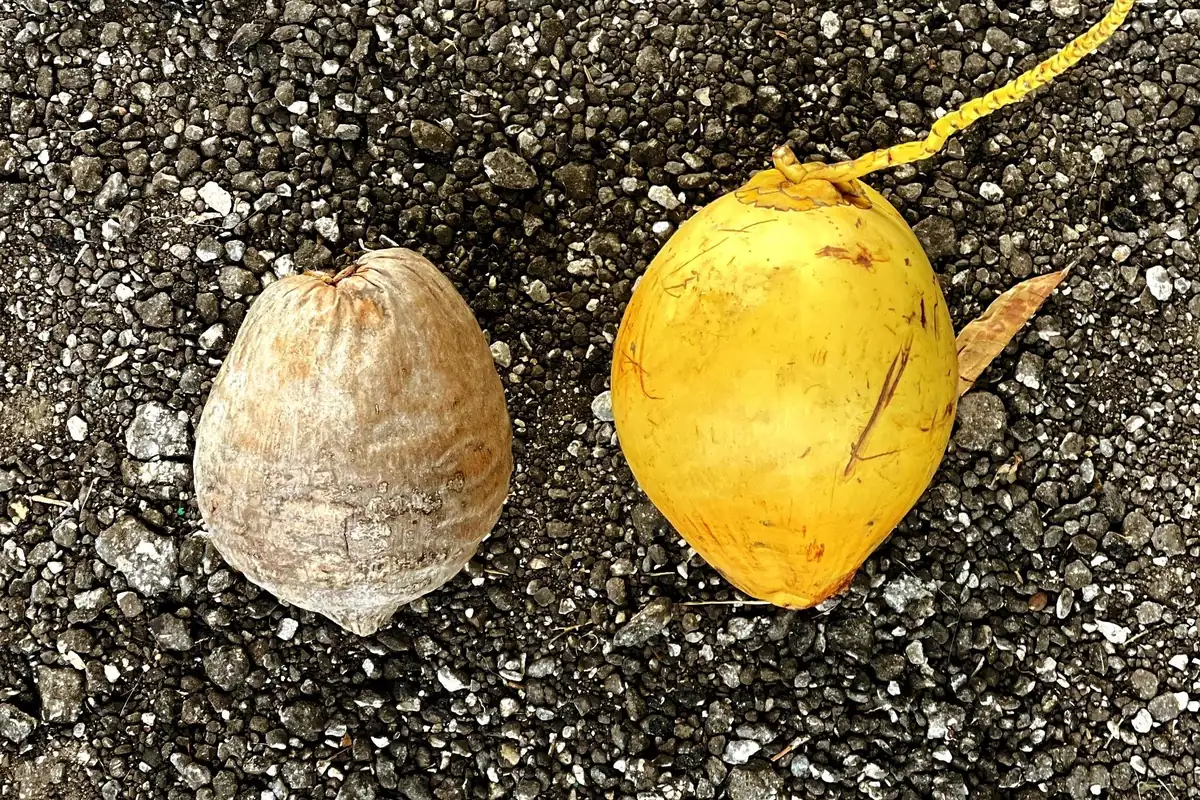 Dwarf Yellow Malayan Coconut Seeds - Tropical Palm Seeds - Image 2