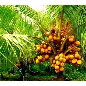 Dwarf Yellow Malayan Coconut Seeds - Tropical Palm Seeds - Image 3