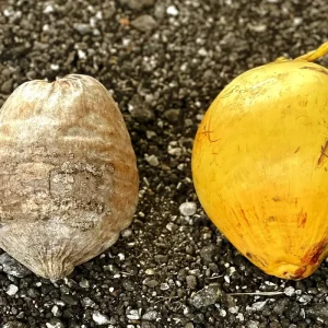 Dwarf Yellow Malayan Coconut Seeds - Tropical Palm Seeds - Image 4