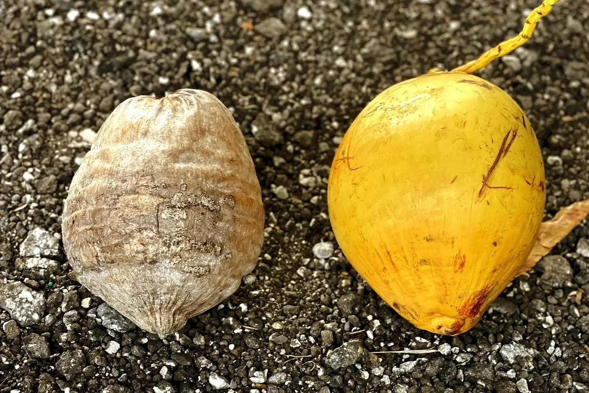 Dwarf Yellow Malayan Coconut Seeds - Tropical Palm Seeds - Image 4