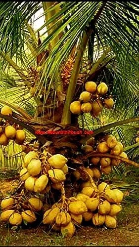 Dwarf Yellow Malayan Coconut Seeds - Tropical Palm Seeds - Image 5