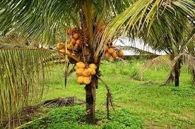 Dwarf Yellow Malayan Coconut Seeds - Tropical Palm Seeds - Image 6
