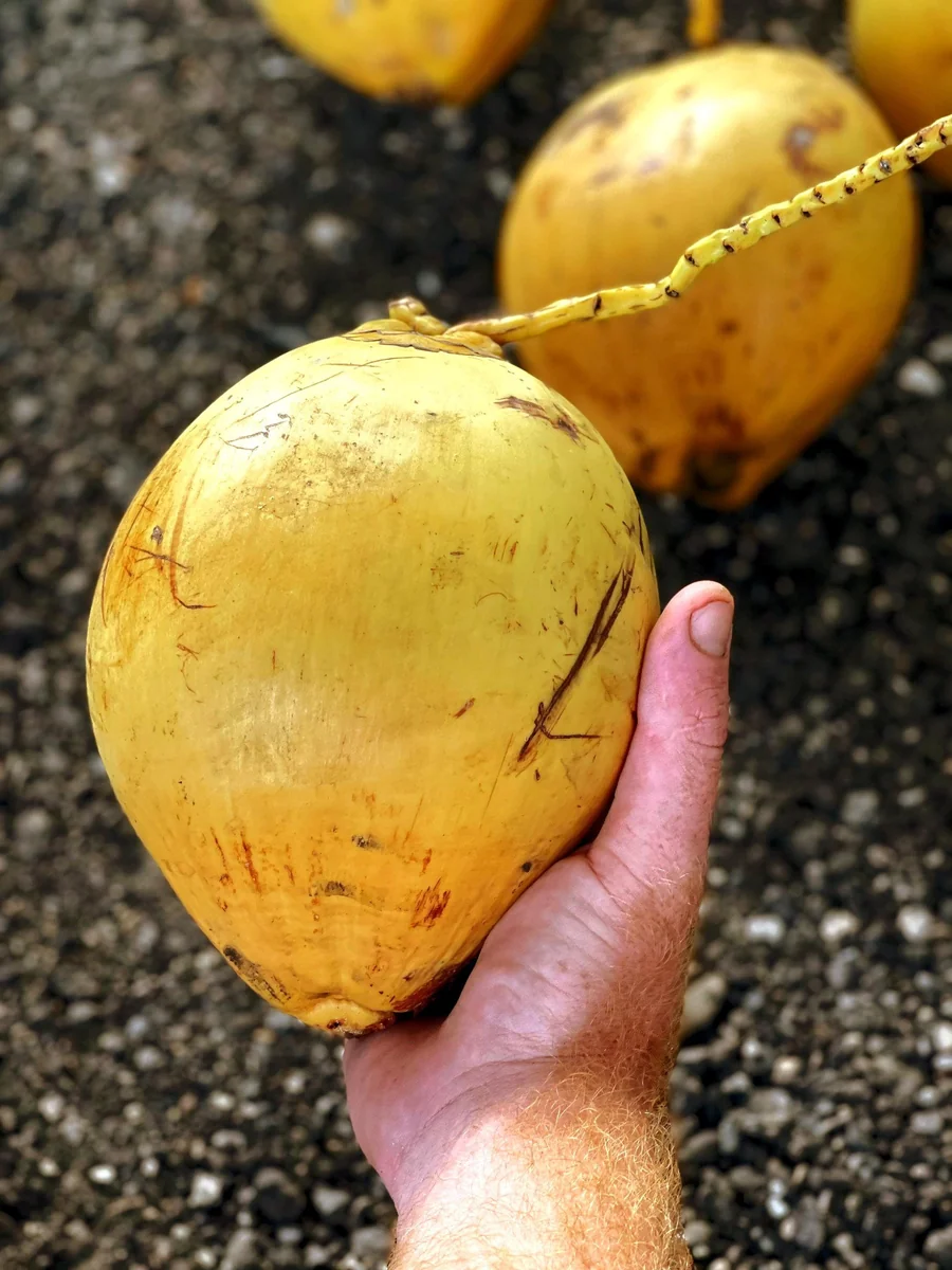 Dwarf Yellow Malayan Coconut Seeds - Tropical Palm Seeds - Image 7