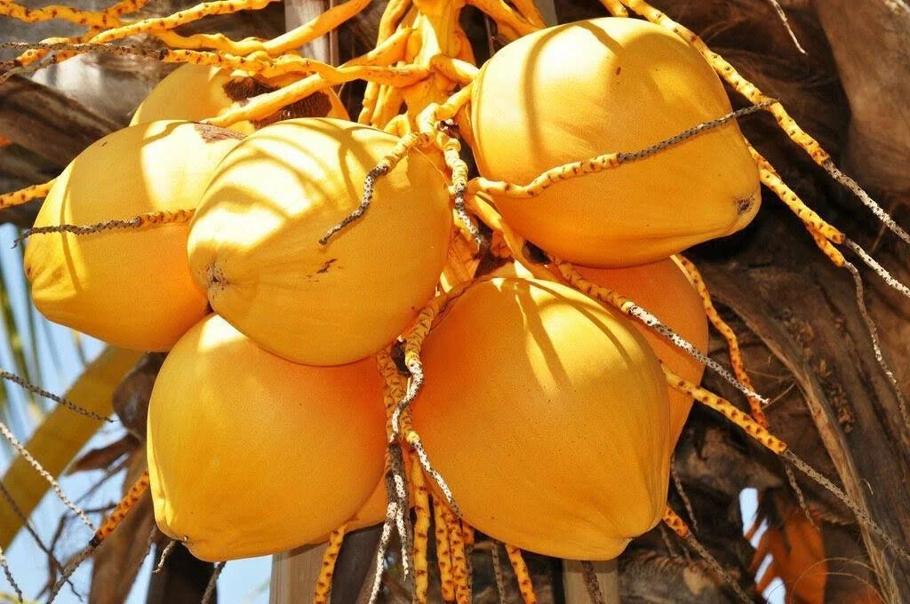 Dwarf Yellow Malayan Coconut Seeds - Tropical Palm Seeds - Image 1