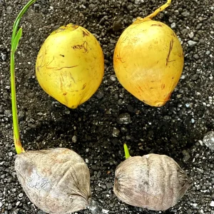 Dwarf Yellow Malayan Coconut Sprouted Tree - Live Tropical Plant - Image 2