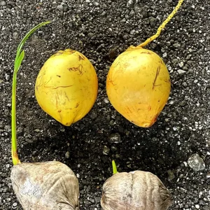Dwarf Yellow Malayan Coconut Sprouted Tree - Live Tropical Plant - Image 5