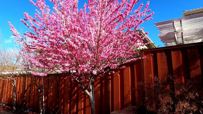 Early Pink Flowering Peach Tree – Live Plant – 2-3 Feet Tall – 3 Gallon Pot - Image 1