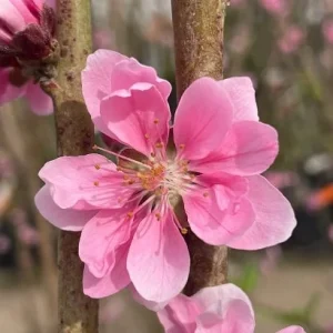 Early Pink Flowering Peach Tree – Live Plant – 3-4 ft Tall – 3 Gallon Pot - Image 2