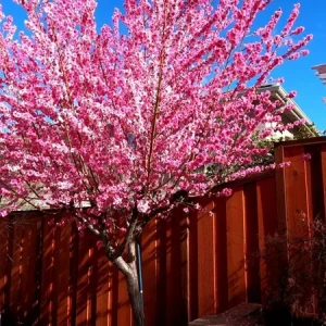 Early Pink Flowering Peach Tree – Live Plant – 3-4 ft Tall – 3 Gallon Pot - Image 1