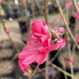Early Red Flowering Peach Tree - Live Plant, 2-3 Feet Tall, 3 Gallon Pot - Image 2