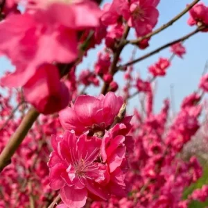 Early Red Flowering Peach Tree - Live Plant, 2-3 Feet Tall, 3 Gallon Pot - Image 1