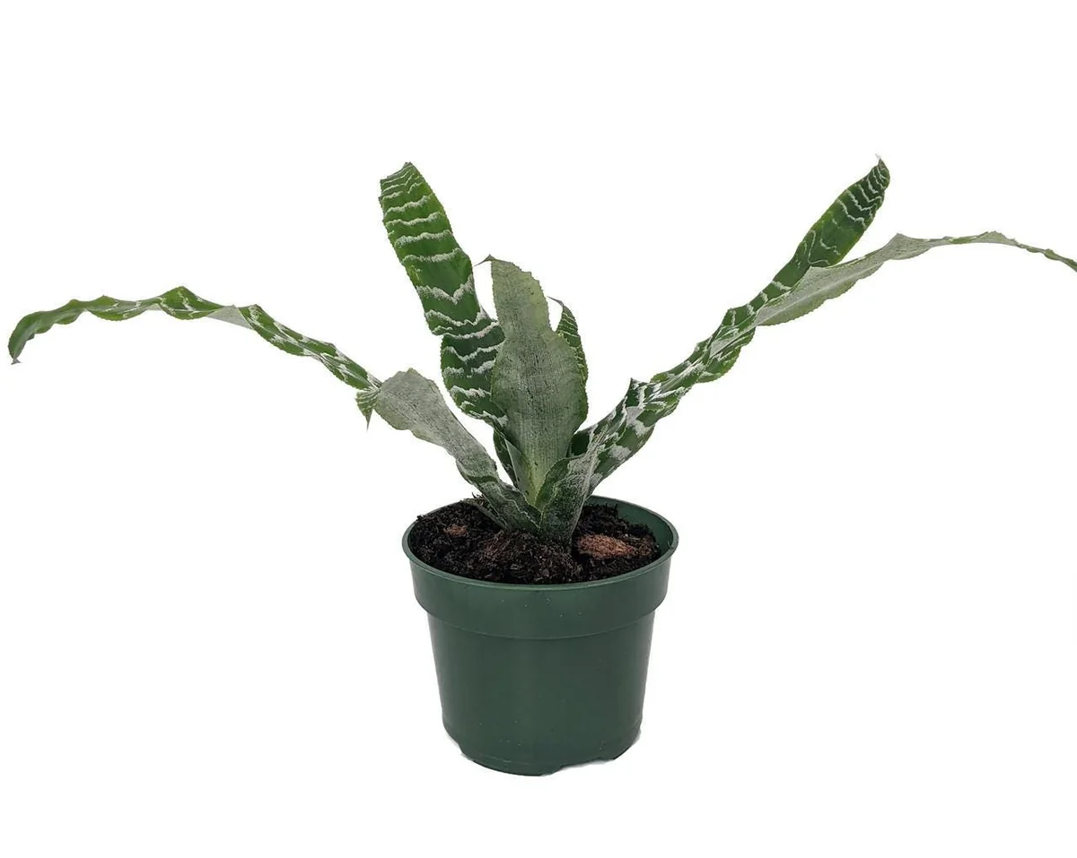 Earth Star Plant Cryptanthus Live Plant 5" Pot Pink Cream Houseplant - Image 2