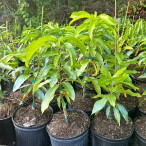 East Indian Mango Tree Grafted Live Plant – Sweet Juicy Fruit – 2-4 Feet Tall - Image 2