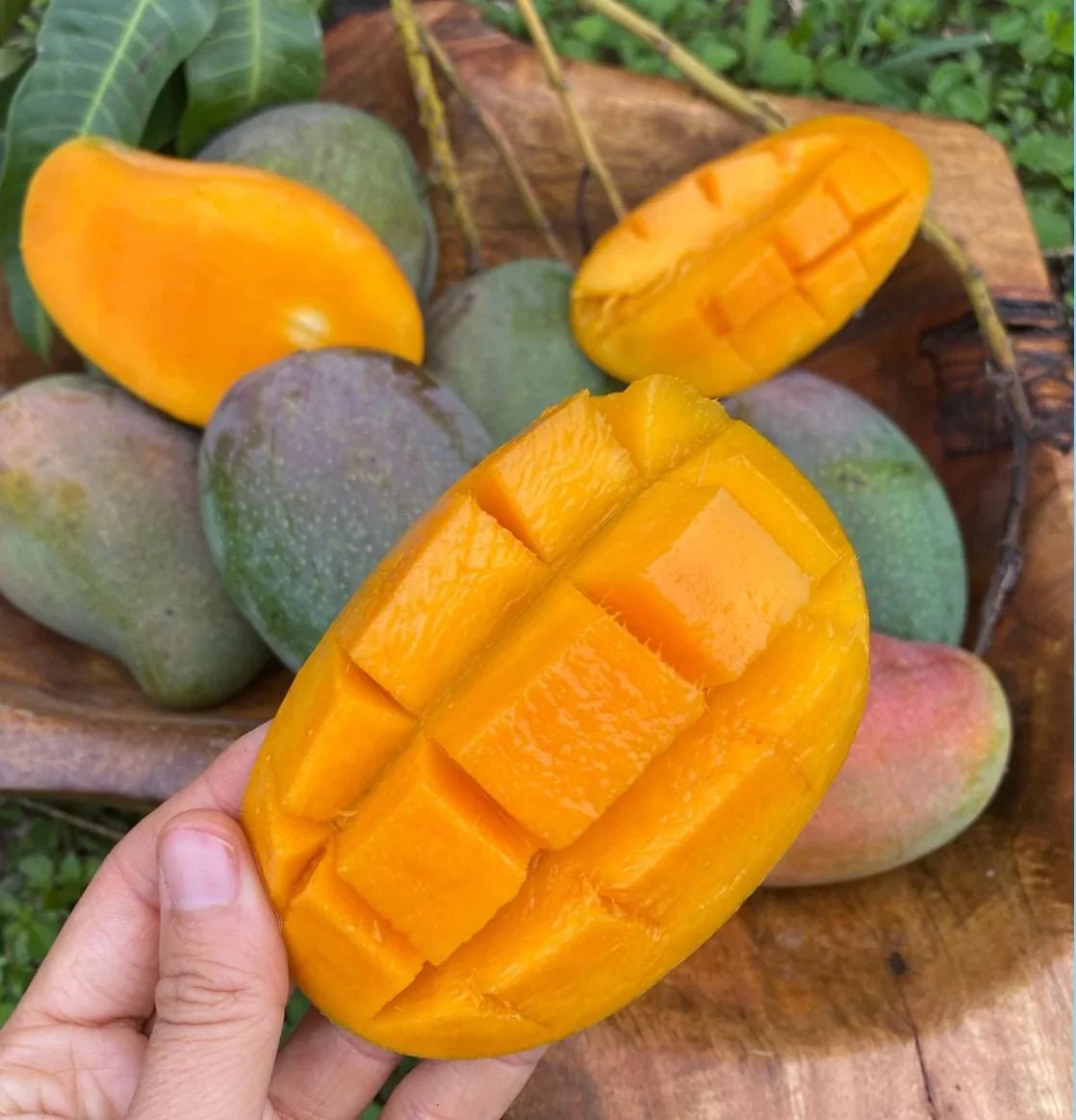 East Indian Mango Tree Grafted Live Plant – Sweet Juicy Fruit – 2-4 Feet Tall - Image 1