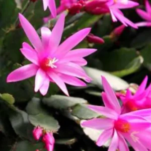 Easter Cactus Live Plant – 6 inch Height in 4 inch Pot – Indoor Houseplant - Image 4