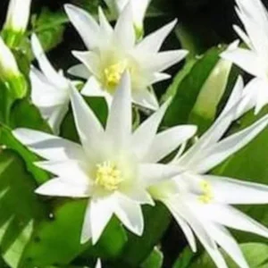 Easter Cactus Live Plant – 6 inch Height in 4 inch Pot – Indoor Houseplant - Image 5