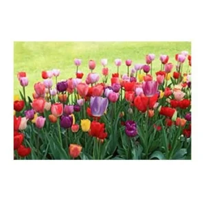 Easter Joy Mix Tulip Bulbs - Triumph Pastel Tulips - 18-20" Tall - Outdoor - Image 2