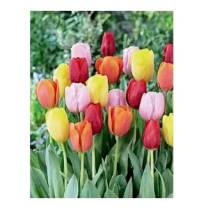 Easter Joy Mix Tulip Bulbs - Triumph Pastel Tulips - 18-20" Tall - Outdoor - Image 1
