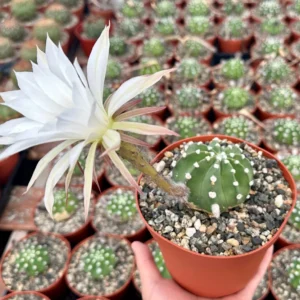 Easter Lily Cactus Live Plant – Echinopsis Oxygona Flowering Cactus – 6 inch Pot - Image 2