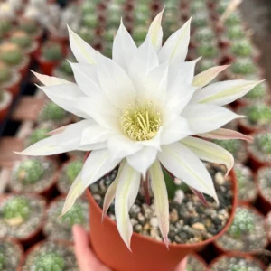 Easter Lily Cactus Live Plant – Echinopsis Oxygona Flowering Cactus – 6 inch Pot - Image 1