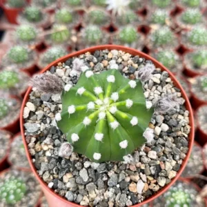 Easter Lily Cactus Live Plant – Echinopsis Oxygona Flowering Cactus – 6 inch Pot - Image 4