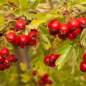 Eastern Mayhaw Tree (Crataegus Aestivalis) - 2 Bare Root Live Plants - Image 3