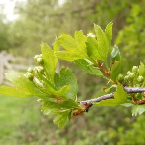 Eastern Mayhaw Tree (Crataegus Aestivalis) - 2 Bare Root Live Plants - Image 1