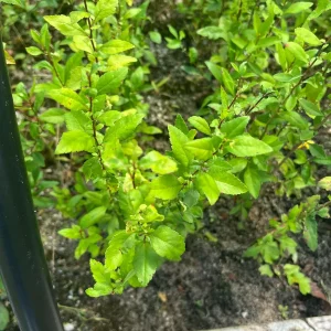 Eastern Mayhaw Tree (Crataegus Aestivalis) - 2 Bare Root Live Plants - Image 4