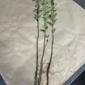 Eastern Mayhaw Tree (Crataegus Aestivalis) - 2 Bare Root Live Plants - Image 6