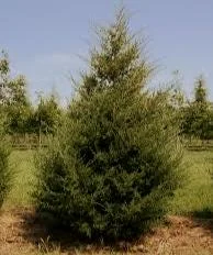 Eastern Red Cedar Live Plant – Juniperus virginiana – Quart Pot, 6-12 in Tall – Outdoor Evergreen Tree - Image 1