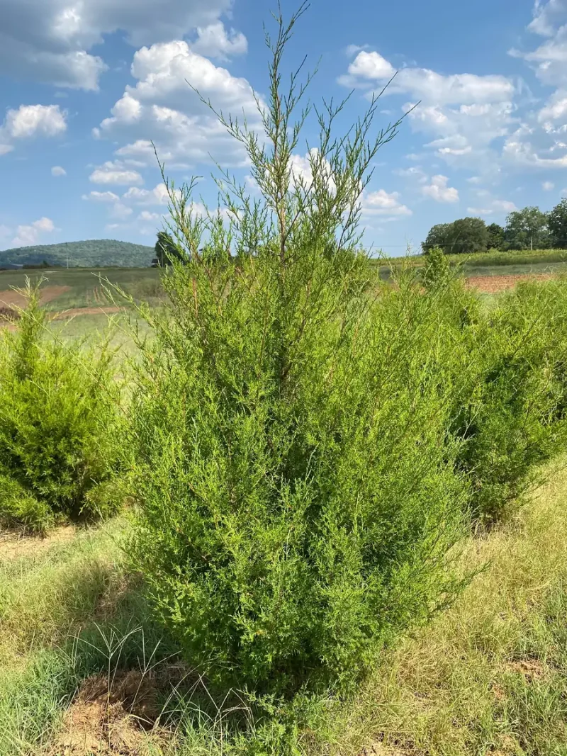 Eastern Red Cedar Tree Bare-Root - Hardy Evergreen for Landscaping