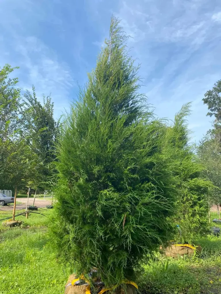 Eastern Red Cedar Tree Bare-Root - Hardy Evergreen for Landscaping