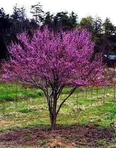 Eastern Redbud Bare Root Trees - 2-Foot Seedlings (2 Pack) - Outdoor - Image 1