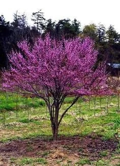 Eastern Redbud Bare Root Trees - 2-Foot Seedlings (2 Pack) - Outdoor - Image 1