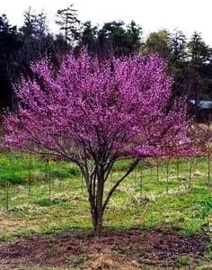 Eastern Redbud Bareroot Seedlings - 5 Pack, 6-18 inches Tall - Outdoor Deciduous Tree - Image 1