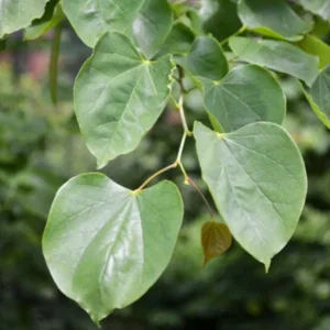 Eastern Redbud Live Plant - 6-12