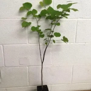 Eastern Redbud Live Plant - 6-12