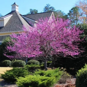 Eastern Redbud Live Plant – Quart Pot – Early Blooming Native Tree - Image 10